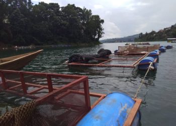 Bukavu : Élevage des poissons en cage flottante, l’UDPT produit 7 à 8 tonnes de Tilapia par mois
