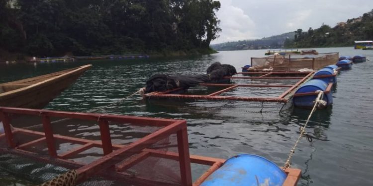 Bukavu : Élevage des poissons en cage flottante, l’UDPT produit 7 à 8 tonnes de Tilapia par mois