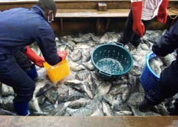 Journée de la pêche : Bukavu compte 40 tonnes  de poissons élevés en cages flottantes sur le Lac Kivu ( Min Marcelin Bahaya).