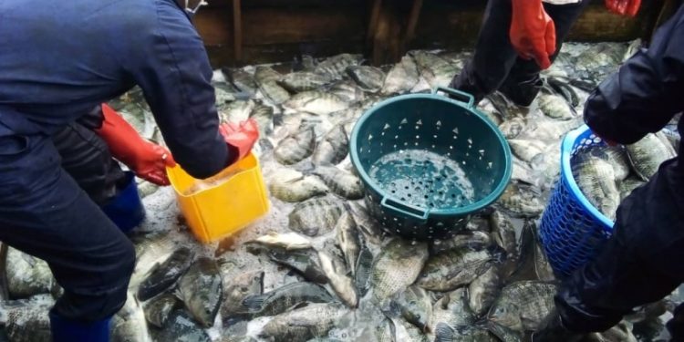 Journée de la pêche : Bukavu compte 40 tonnes  de poissons élevés en cages flottantes sur le Lac Kivu ( Min Marcelin Bahaya).