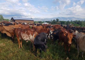 Uvira: 1564 vaches, appartenant à la communauté Banyamulenge récupérées et remises aux propriétaires