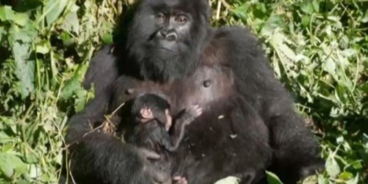 RDC: nouvelle naissance de gorille de montagne au parc des Virunga