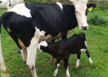 Sud-Kivu : Amélioration du cheptel bovin, PICAGL enregistre 125 mises bas issues du croisement entre races bovines laitières   