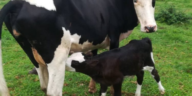 Sud-Kivu : Amélioration du cheptel bovin, PICAGL enregistre 125 mises bas issues du croisement entre races bovines laitières   