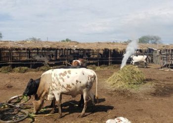 Burundi : des cas de Fièvre de la Vallée du Rift détectés