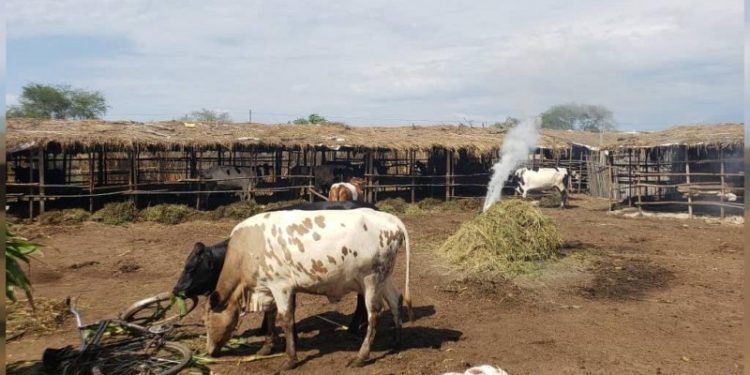 Burundi : des cas de Fièvre de la Vallée du Rift détectés