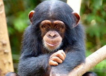 RDC : kidnapping de trois bébés singes