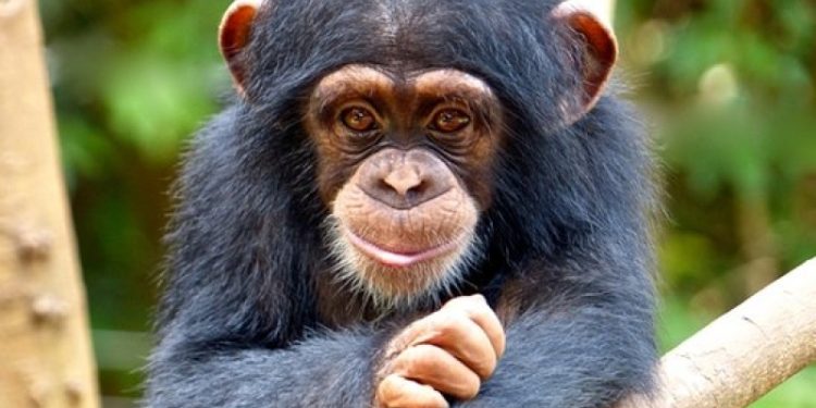 RDC : kidnapping de trois bébés singes