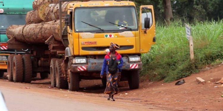 Cameroun: Des ventes de coupe de bois qui n’existaient réellement pas ont été déclarées caduques