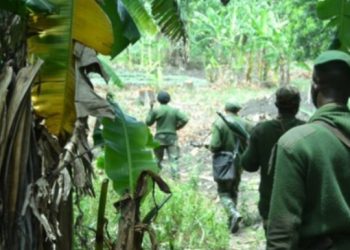 RDC : Les villages de la chefferie de Bwito dans le Rutshuru ont été le théâtre d’une macabre découverte, alors que des dizaines de corps sans vie ont été retrouvés