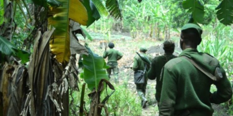 RDC : Les villages de la chefferie de Bwito dans le Rutshuru ont été le théâtre d’une macabre découverte, alors que des dizaines de corps sans vie ont été retrouvés