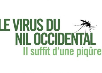 Le virus du Nil occidental fait son apparition au Manitoba : Précautions à prendre pour éviter les piqûres de moustiques