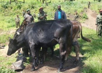 Guerre économique annoncée : le M23 menace de prendre le bétail des fermiers dans la plaine de la Ruzizi