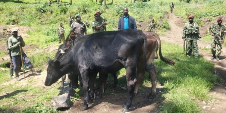 Guerre économique annoncée : le M23 menace de prendre le bétail des fermiers dans la plaine de la Ruzizi