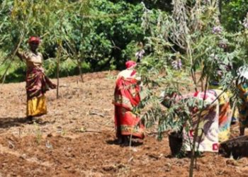 Kabare : les pluies torrentielles dévastent les cultures et plongent les agriculteurs dans la détresse.