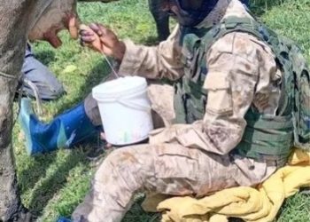 Guerre du M23 : des éleveurs rwandais installés sur les terres de lINERA Mulungu au Sud-Kivu